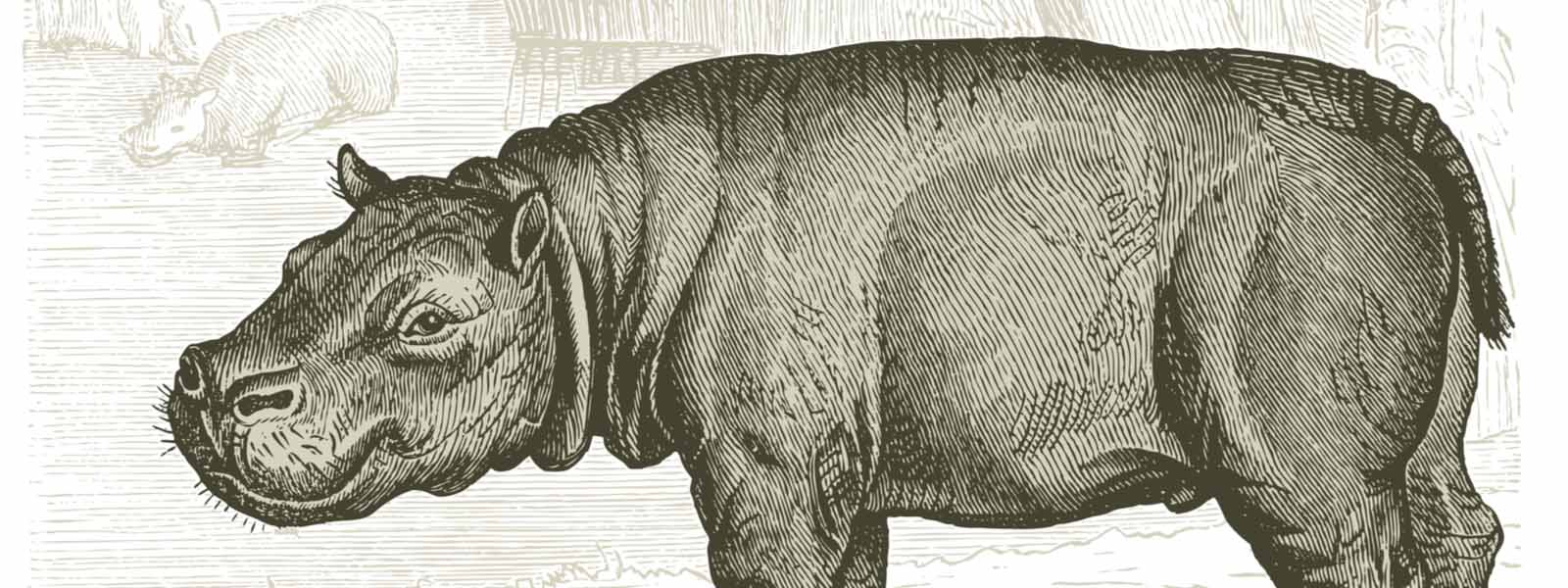 Drawing of a hippopotamus