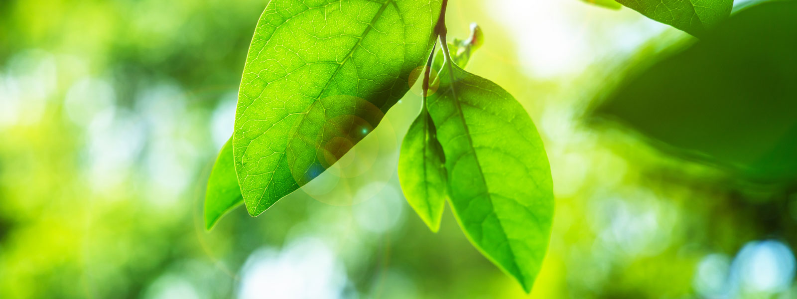 leaves on a tree