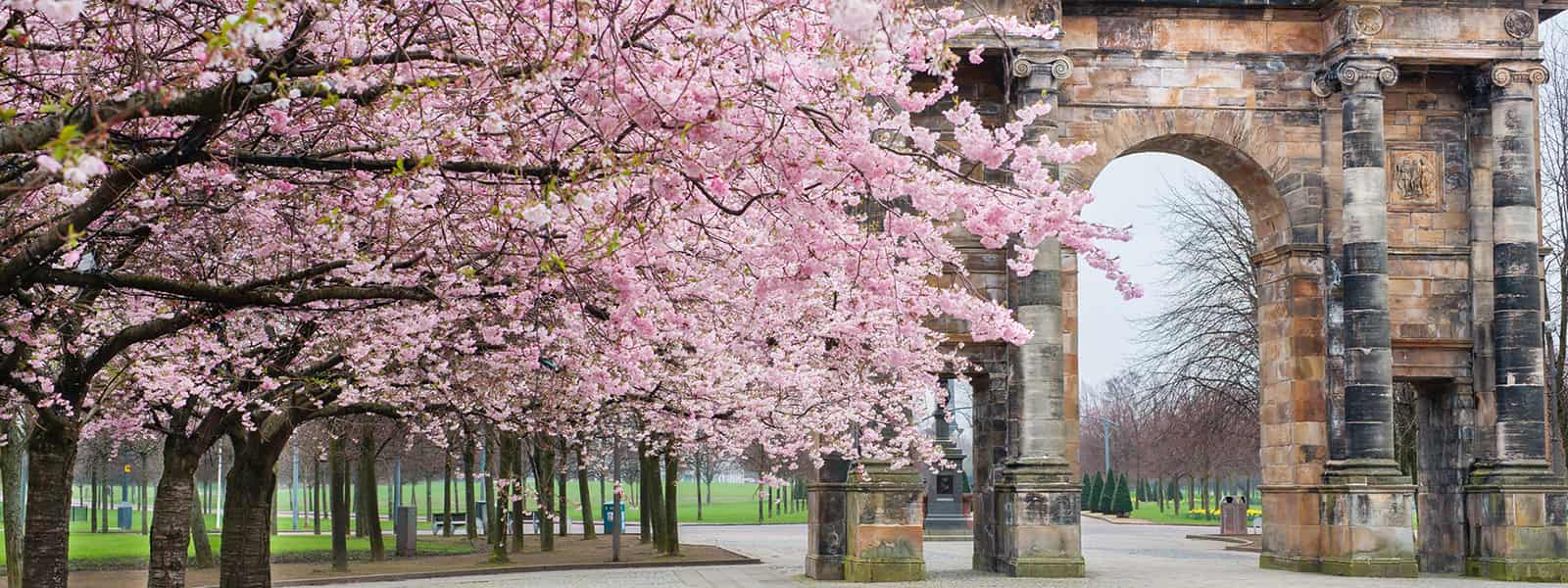 The McLennan Arch at the entrance to Glasgow Greem, with cherry blossom trees in bloom