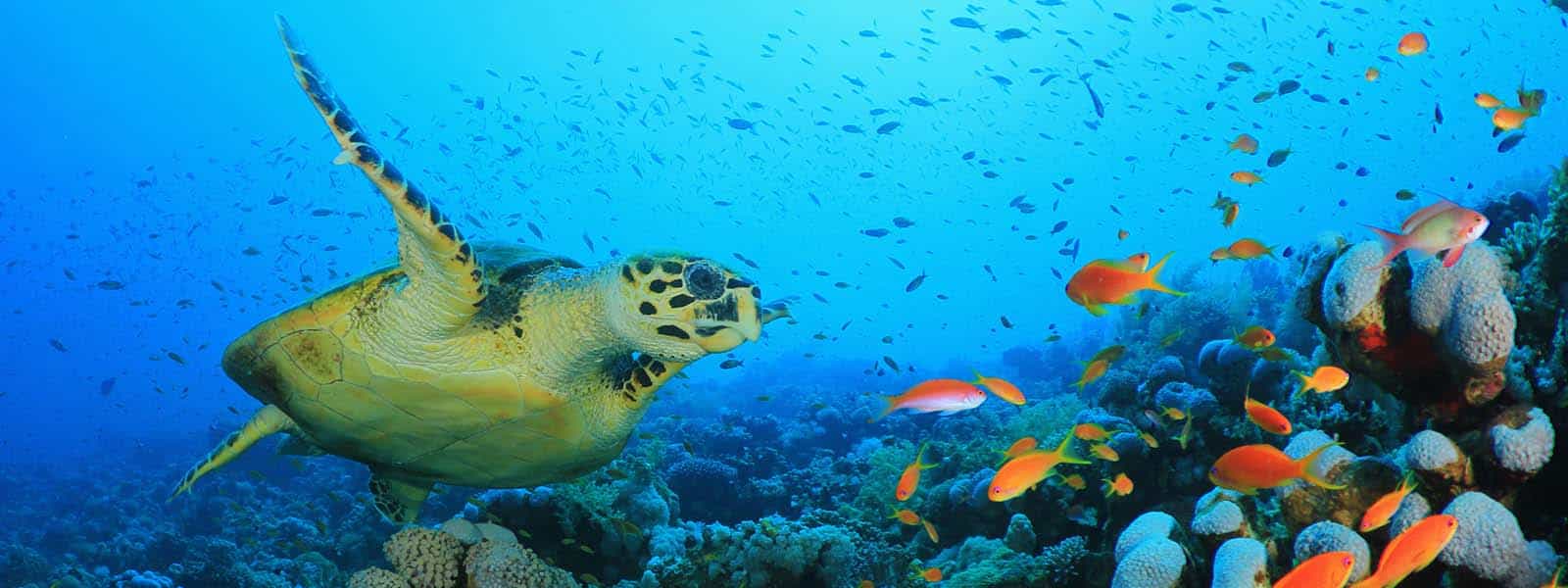 Sea Turtle swims over Coral Reef	