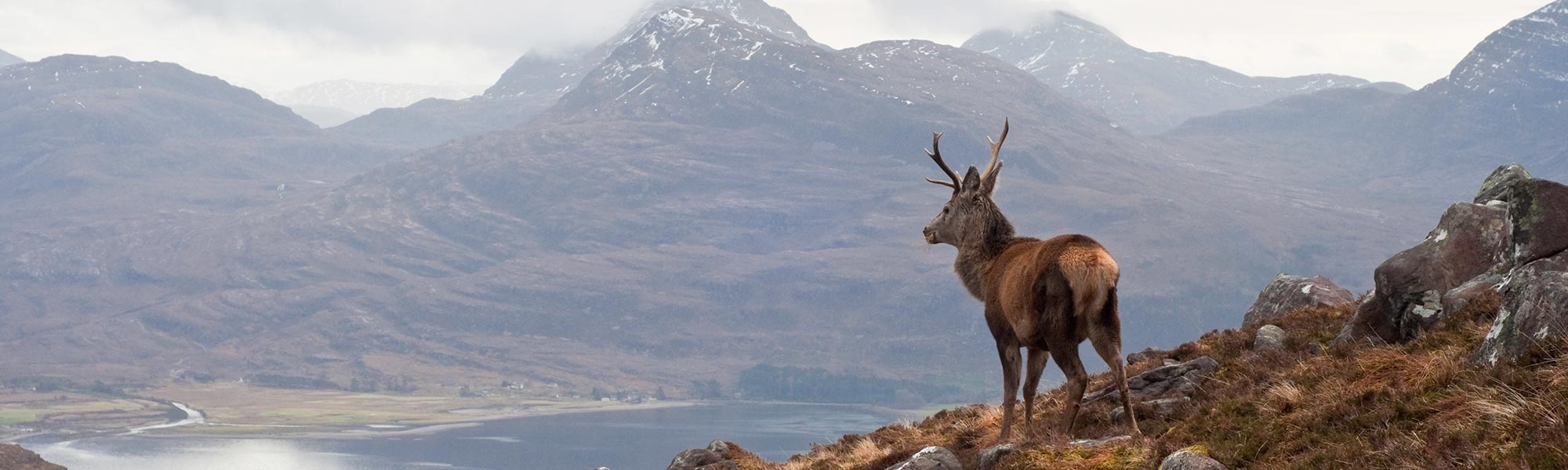 Wild stag in the Scottish Highlands.
