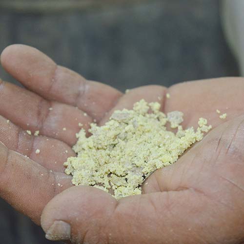 closeup of a hand holding grain