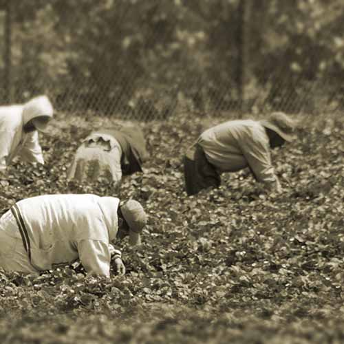 workers in a field