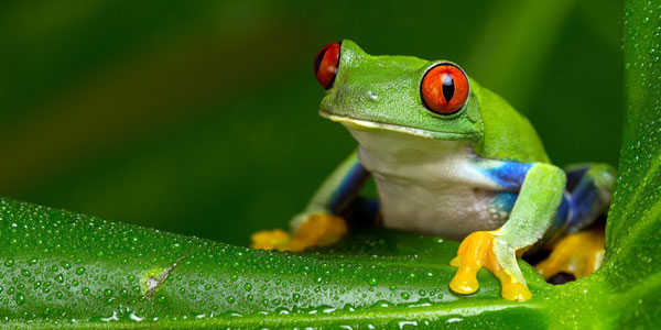 image of a frog