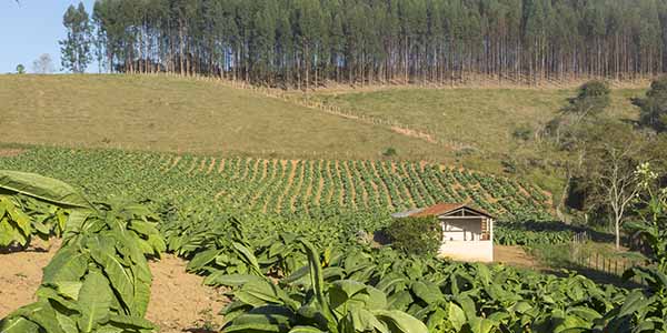 Crops in a field in a community in Brazil