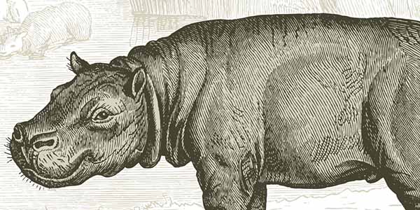 Drawing of a hippopotamus