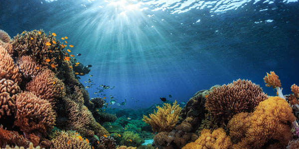 Underwater shot of vivid coral reef with fishes