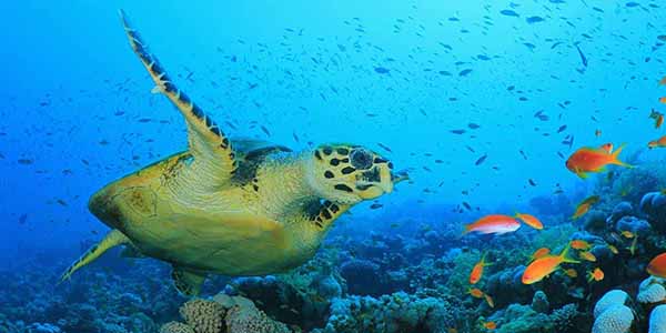 a sea turtle swimming over a reef