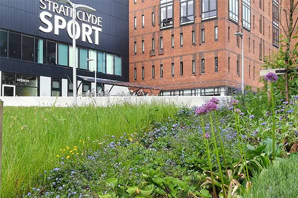 Close up view of a bed of flowers with Strathclyde Sport building in the background