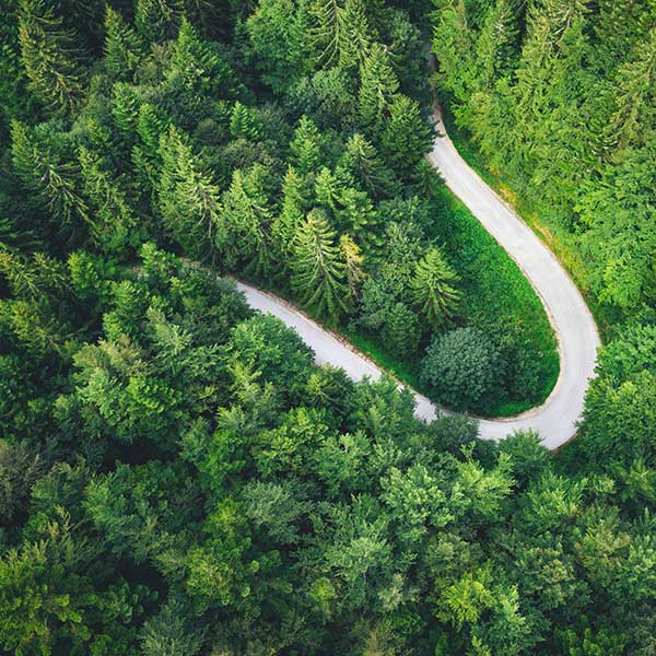 Aerial view on winding road through a green pine forest.