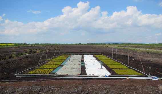 A section of a field showing small cultivated squares of vegetation