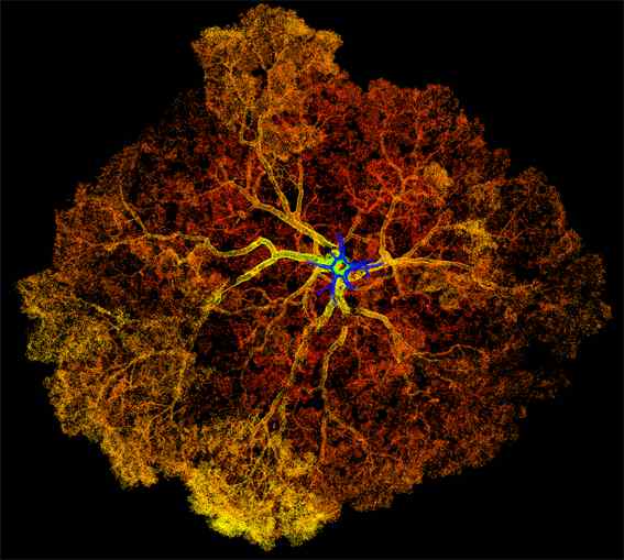 A Padouk tree, imaged from beneath the roots, looking up towards the canopy using terrestrial laser scanning technology