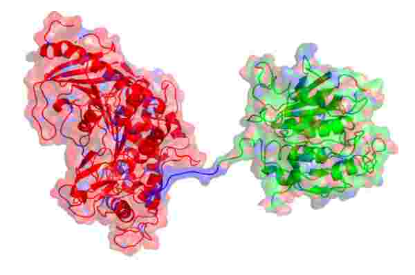 A group of red squiggles attach to a group of green squiggles 