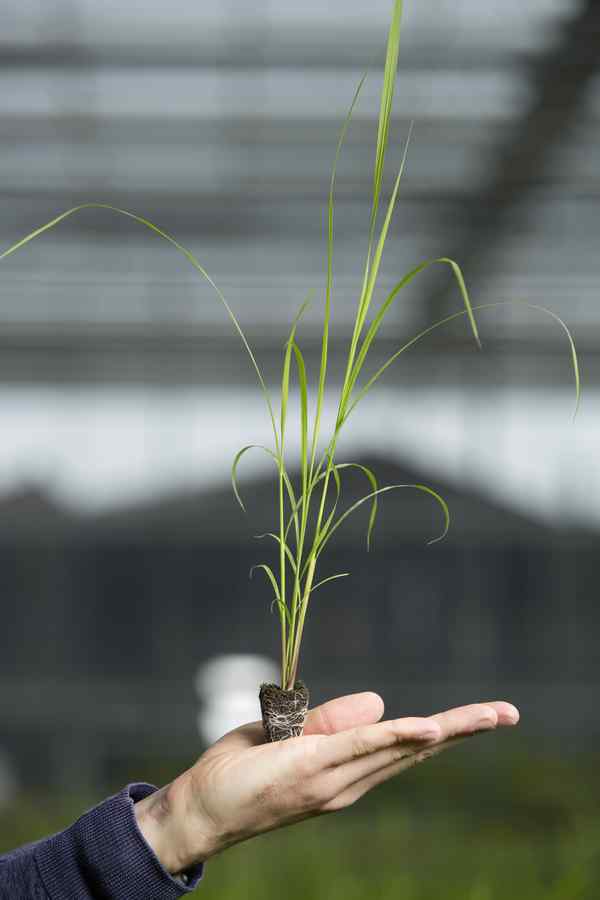 A green plant is held in the palm of a hand