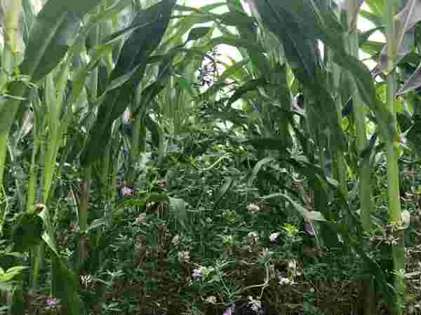 A bower of green plants and purple flowers