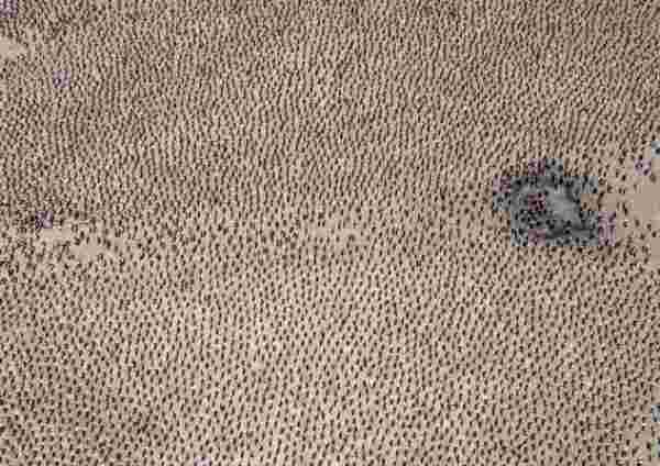 An aerial photograph of a King Penguin colony, with adults and chicks