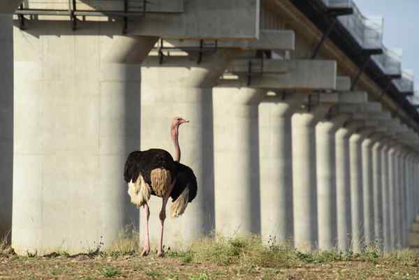 An ostrich in front of concrete columns