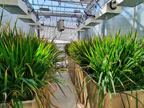 Boxes of plants