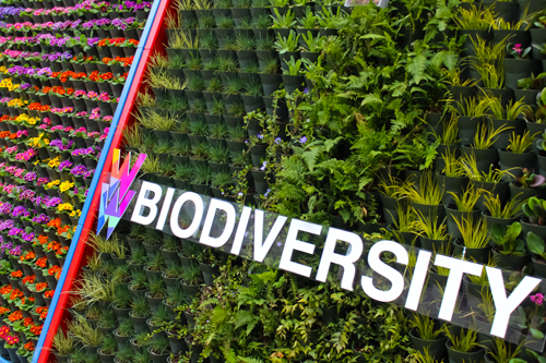 The Living Wall at University of Salford. The Living Wall at University of Salford.