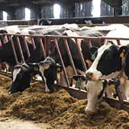 Cows feeding on a diary farm330x330