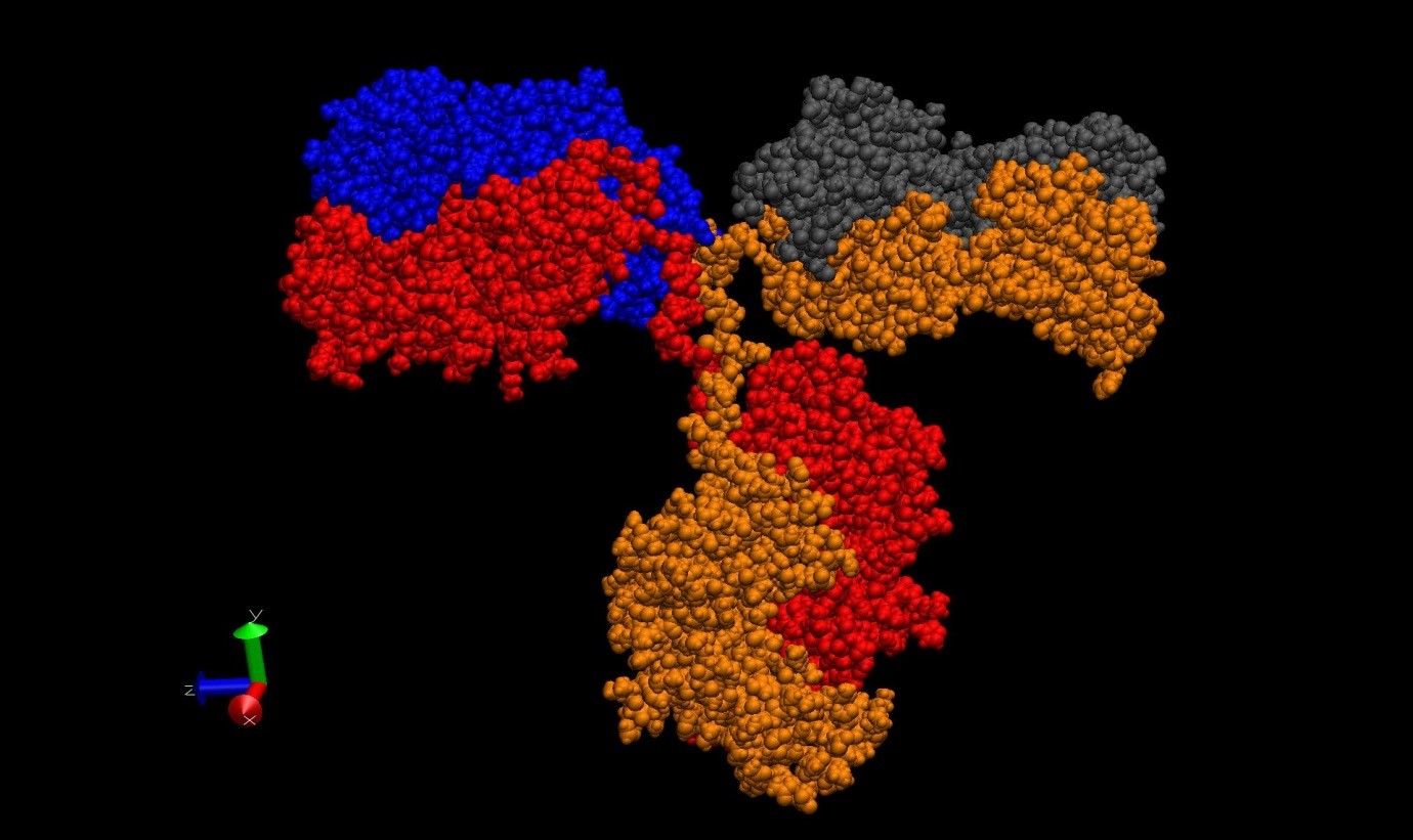 Antibody structure coloured by chain and shown as spheres