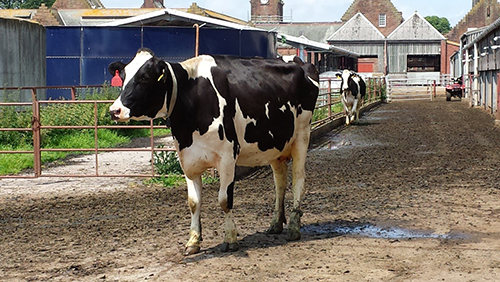 Cows on a dairy farm