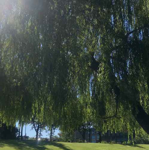 Tree Route Tree Route