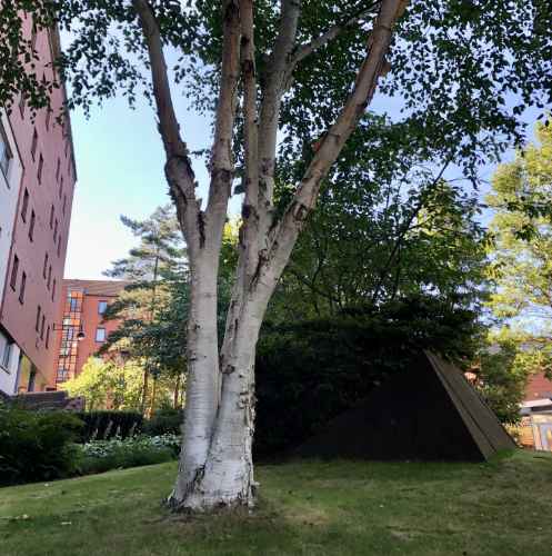 Tree Route Tree Route