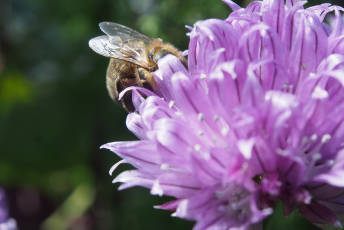 A bee collects nectar from a pink flower.