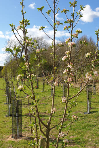 A tree in bloom with white and pink flower.