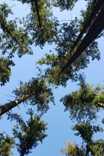 Tree tops seen from below.