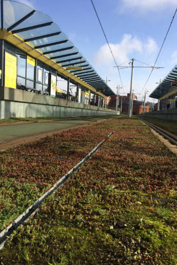 Train line with plants growing along the track.