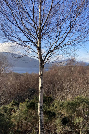 Trees in the foreground, with a body of water and some mountains in the background.