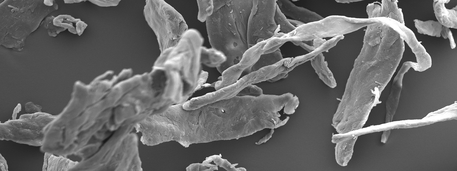 cellulose found from a SEM analysis