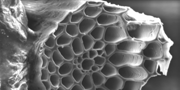 Internal structure of natural fibre