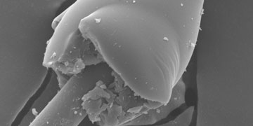 SEM image of a debonded micro-droplet sample