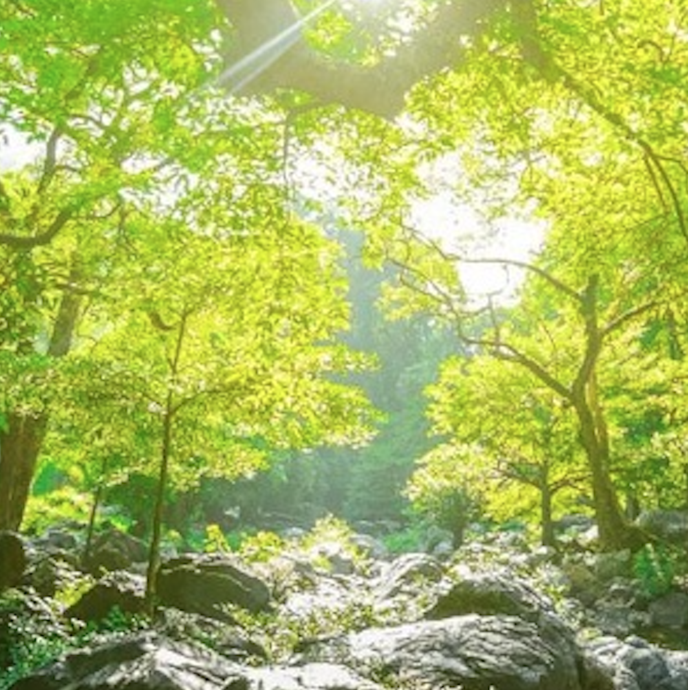 Trees and Water backdrop