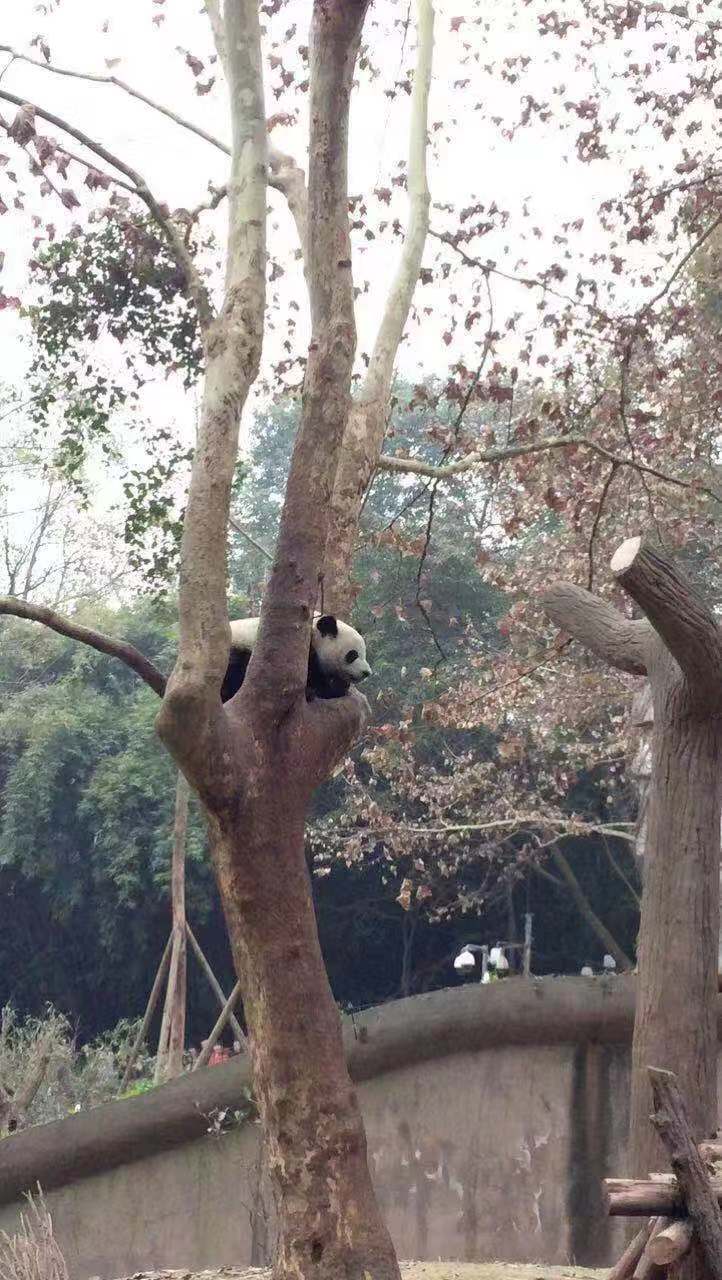 A panda in a tree