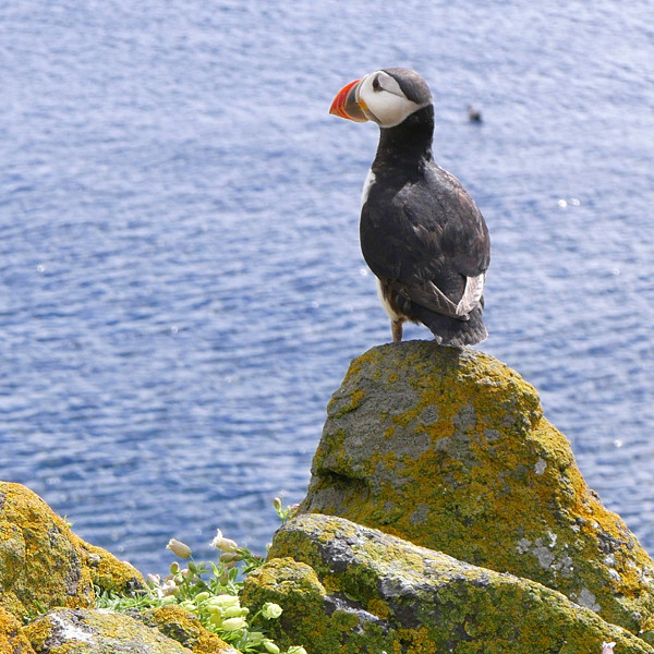 A puffin on a rock by water