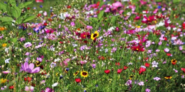 Wildflowers