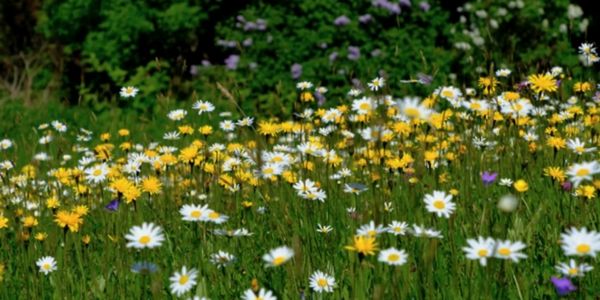 Wildflowers 