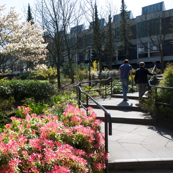 Two people walking along a path among spring blossom towards a university building