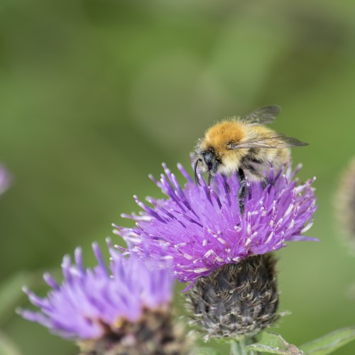 A bee on a thistle