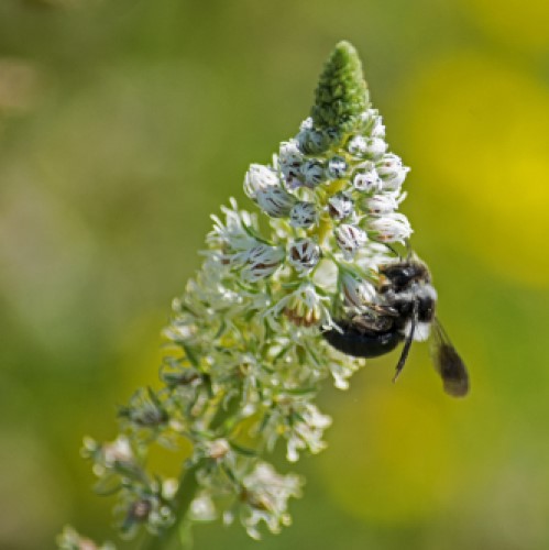 A bee on a wildflower