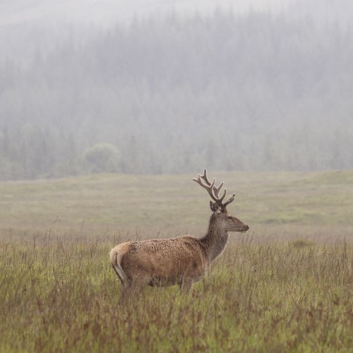 A deer stag in the open countryside