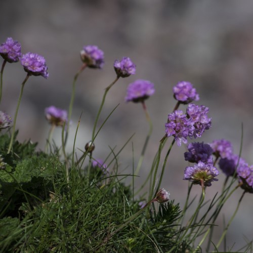 Wildflowers in the grass