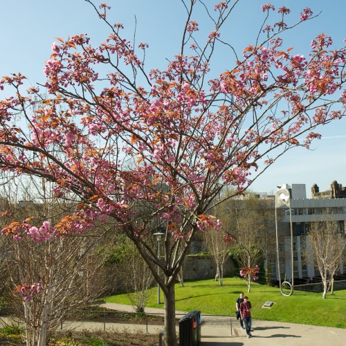 Blossom tree in Rottenrow gardens