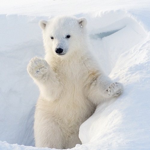 A polar bear cub waving.