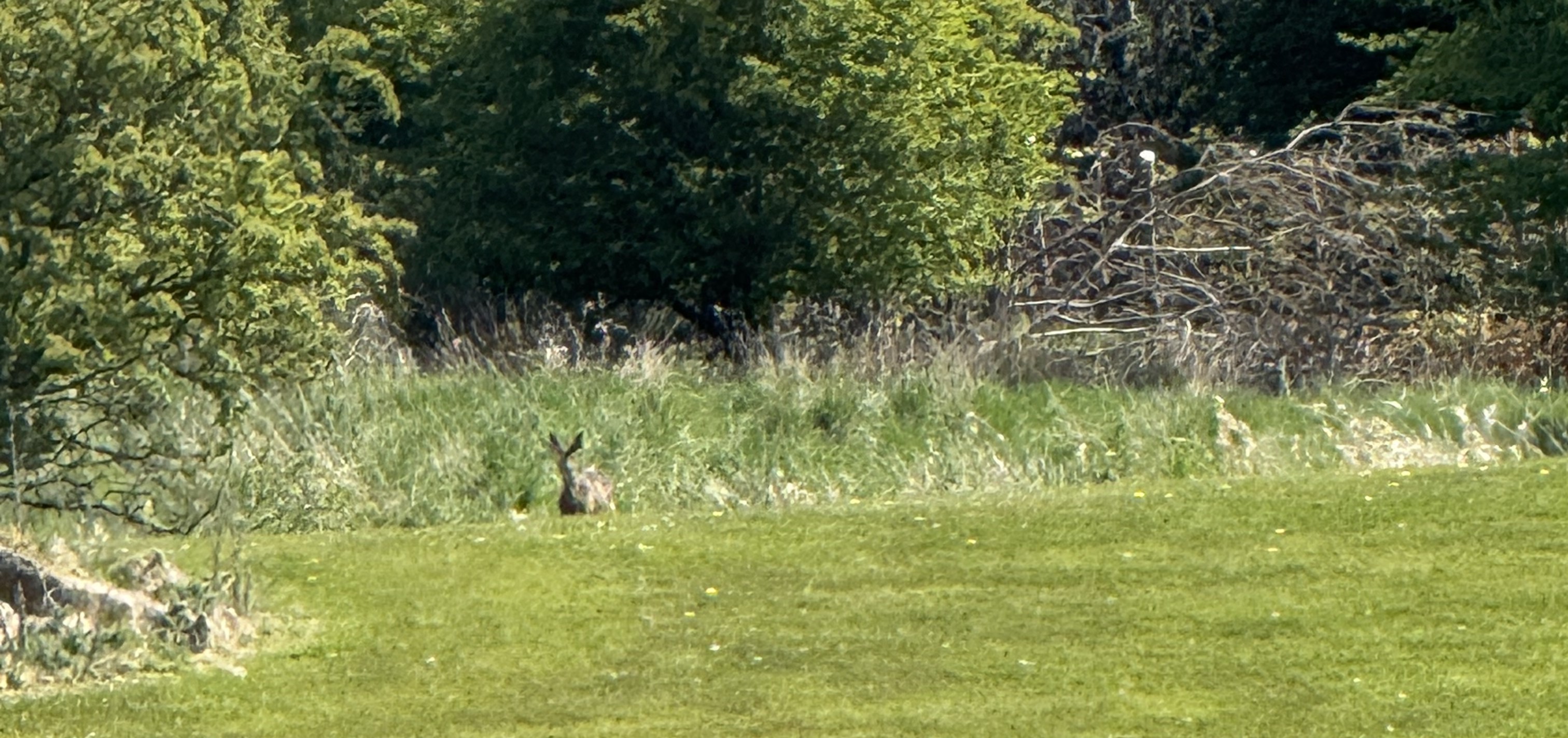 A rabbit in stepps campus