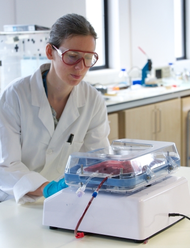 Bioengineer Laurie Shedden demonstrates the device